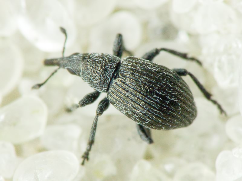 Pseudoperapion brevirostre (Herbst, 1797)